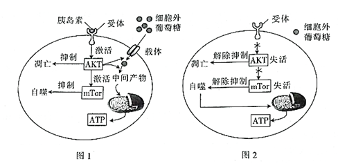 磁性涂料与功能涂料的关系探讨，是否属于功能涂料的一种？以及如何对综合计划进行定义与评估——以yShop为例,数据支持执行策略_云端版61.97.30