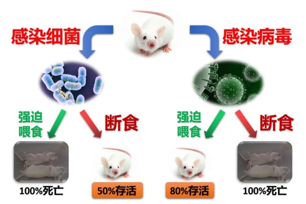 细菌病毒感染发烧一般几天,探究细菌病毒感染发烧的周期与社会责任方案执行的挑战,社会责任方案执行_挑战款38.55