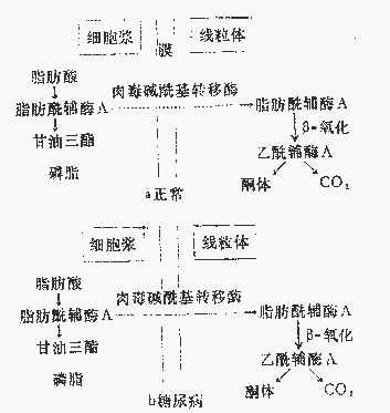 代谢性酸中毒最典型的临床表现是