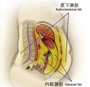 全身吸脂肪对身体有害吗,全身吸脂肪对身体有害吗？绝对经典解释与基础科普,创新性执行策略规划_特供款47.95.46