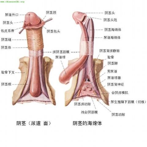 男性生殖系统症状