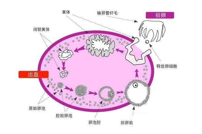 研究证实运气的重要性