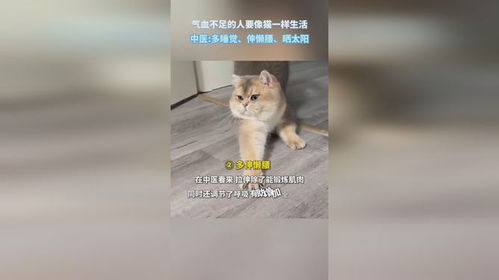 气血不足的人可以学学小猫