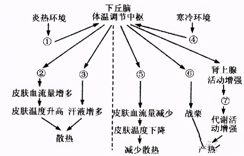 发烧是人体自带的体温调节系统