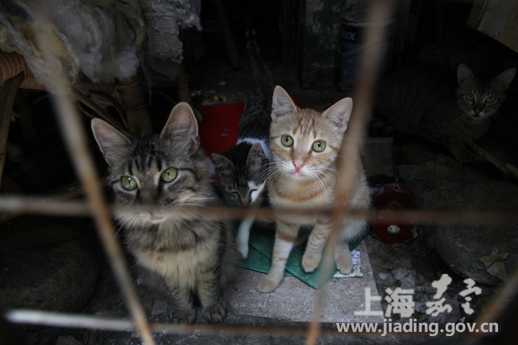 小区物业投毒捕杀流浪猫？物业回应