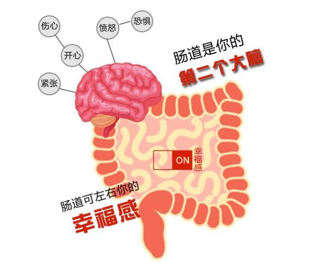 人体最大免疫器官竟是它