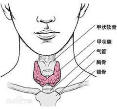 你每一次生的气 都会留在甲状腺里