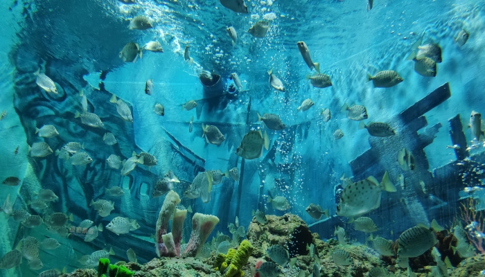 日本水族馆翻车鱼因没游客自闭