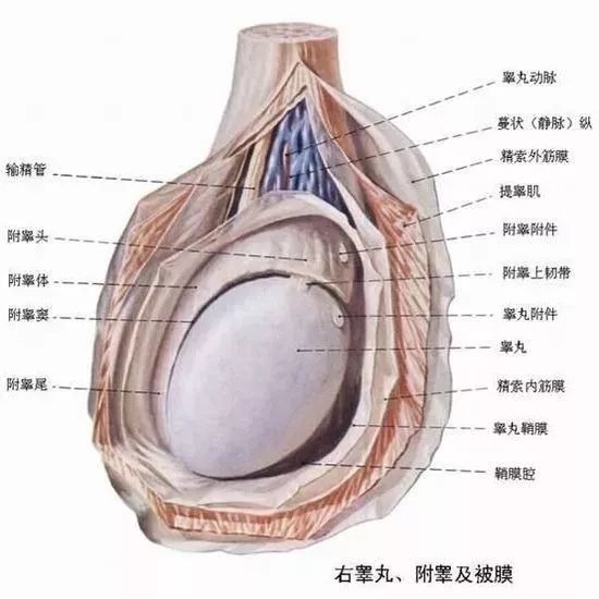 小肚子疼睾丸疼怎么回事