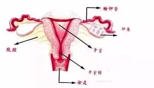 中医怎么治疗子宫肌瘤