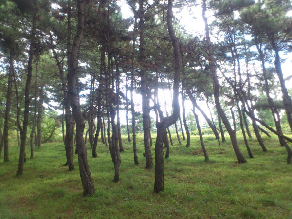 树林里种什么药材好,树林里种什么药材好，实地数据验证执行的探究,未来规划解析说明_FHD55.98.49