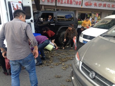 主人没牵住狗绳致路人车祸身亡